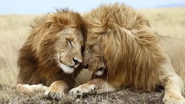 Compatibility of lion and lion in relationships, love, marriage 1330_2