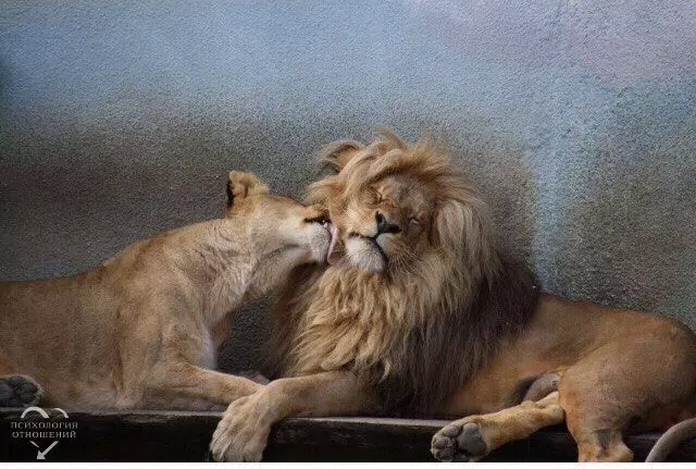 ความเข้ากันได้ของสิงโตและสิงโตในความสัมพันธ์ความรักการแต่งงาน 1330_4