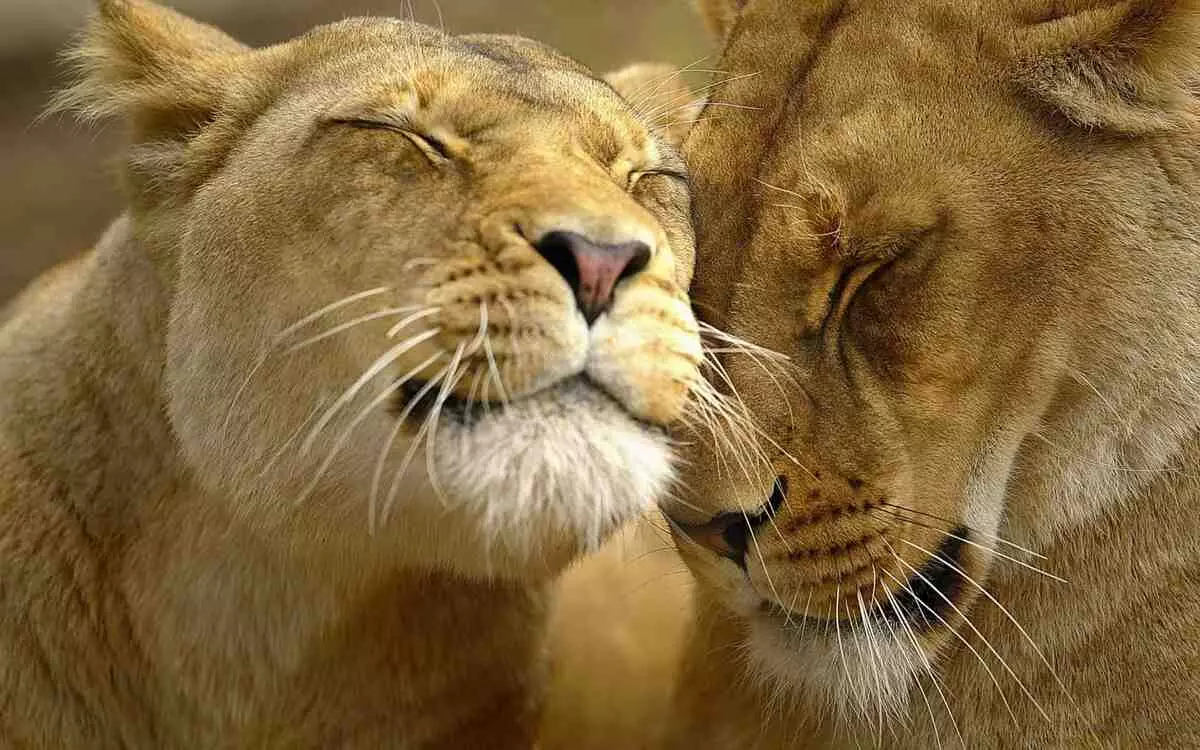 Kompatibilitas singa sagitarius dalam hubungan