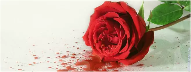 Црвена ружа