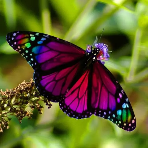 Foto di farfalla