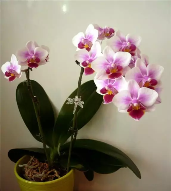 Orchid - faatusa o le fiafia i totonu o le fale