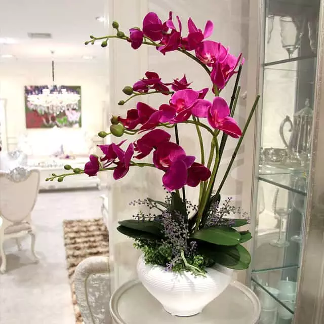 Orchid Notwendigkeit richtig in der Wohnung platziert werden