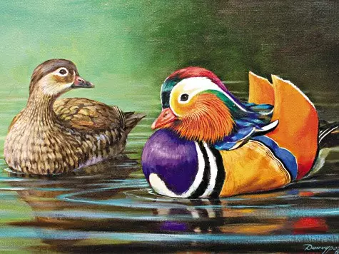 Duck-Mandarin - Bodau Pâr