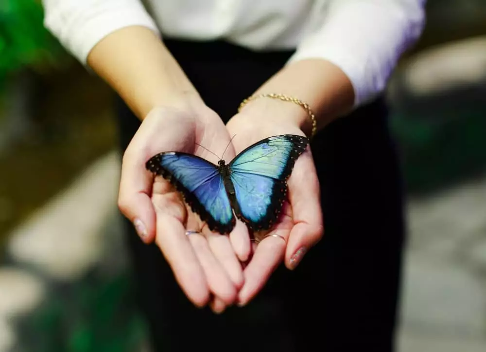 Schmetterling an der Hand.