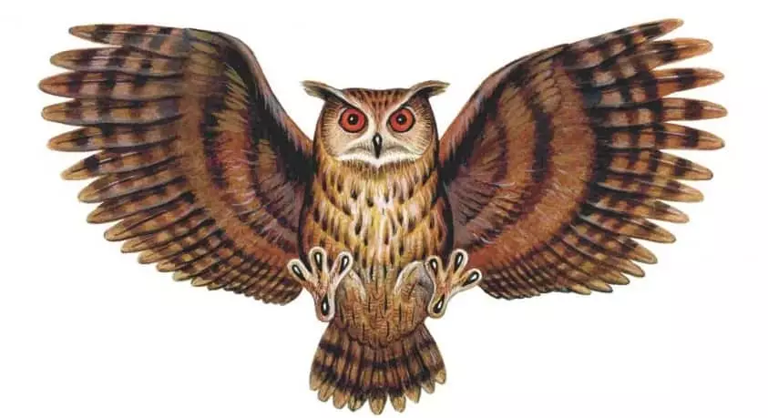De Wäert vun Tatu Owl