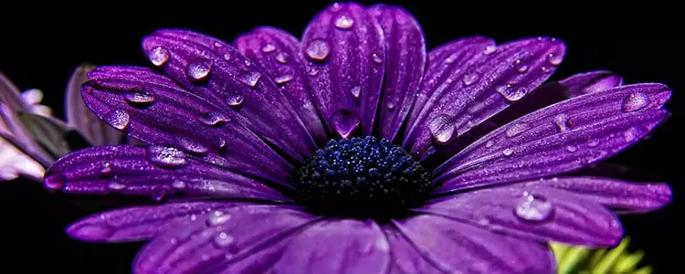 紫色照片花