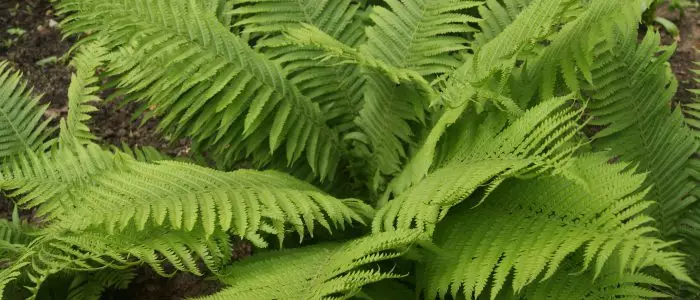 Fern of the House