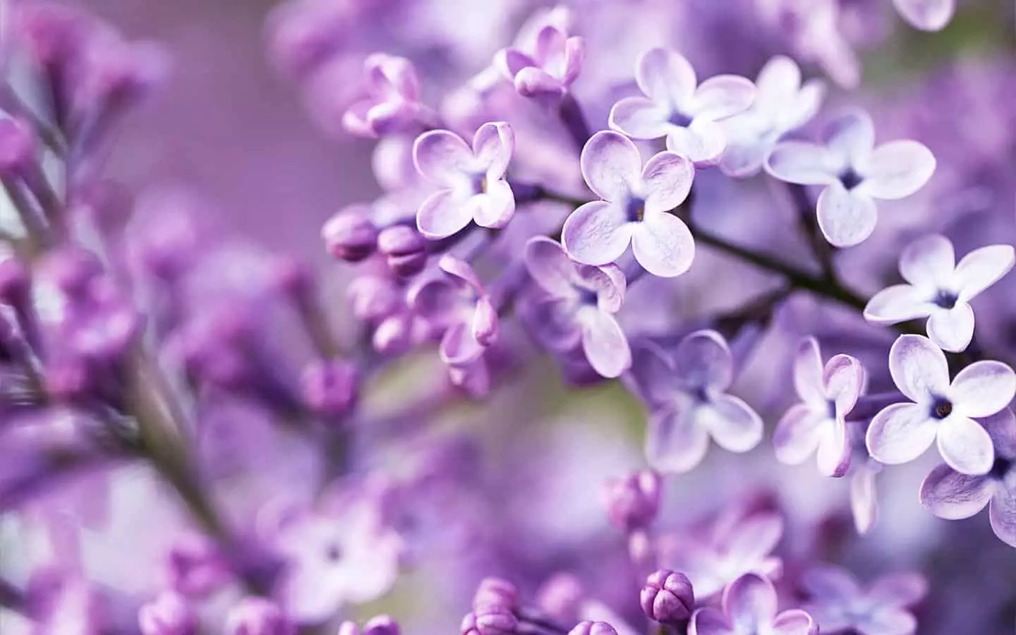 Lilac color impressive with its beauty
