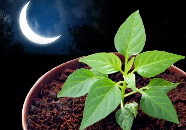 月球和植物的階段之間存在關係