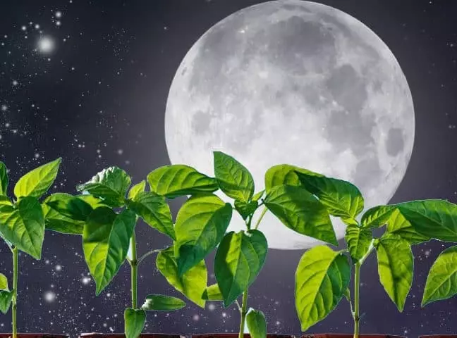 нічне світило впливає на рослини