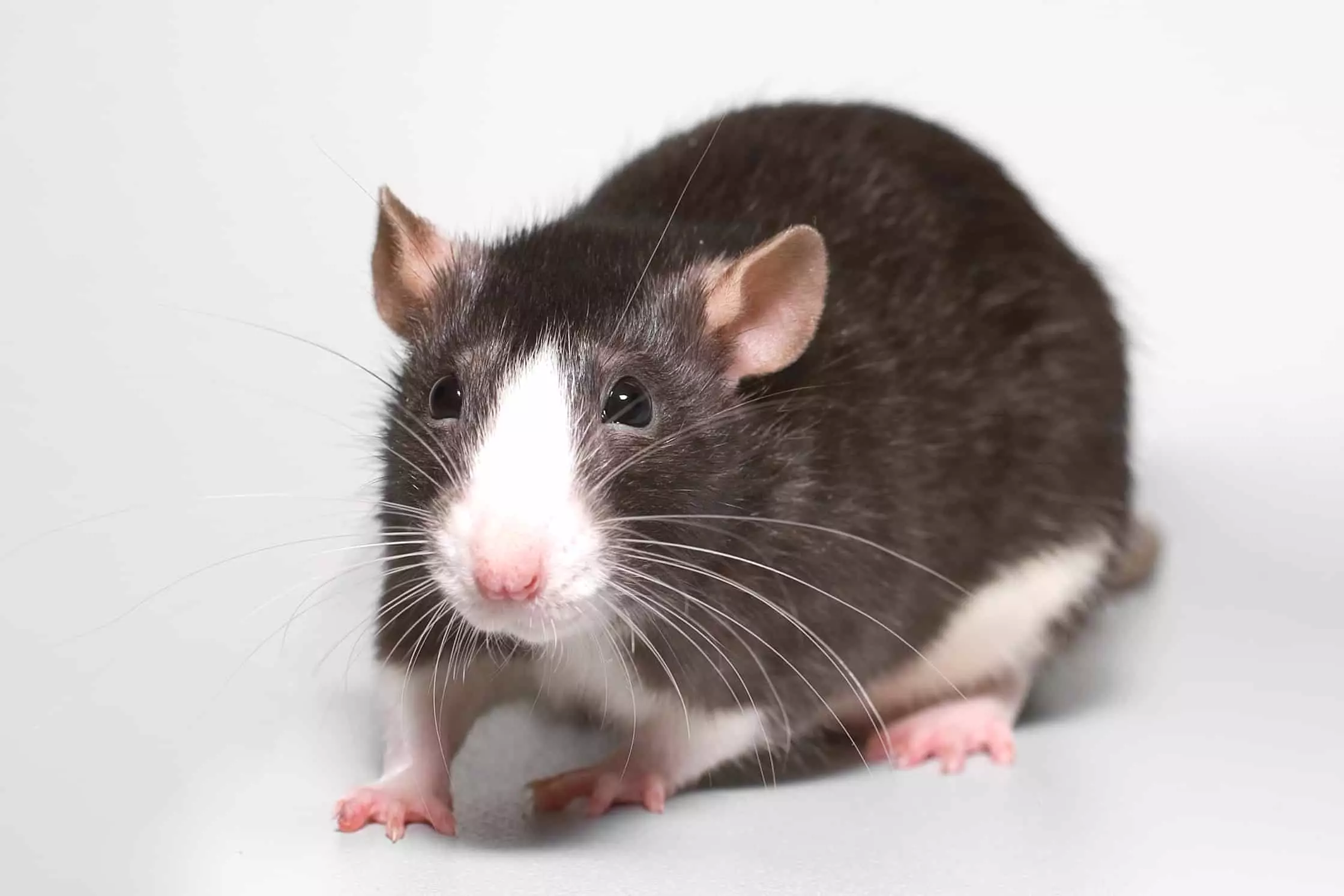 Ratten krige it earste plak yn 'e horoskoop