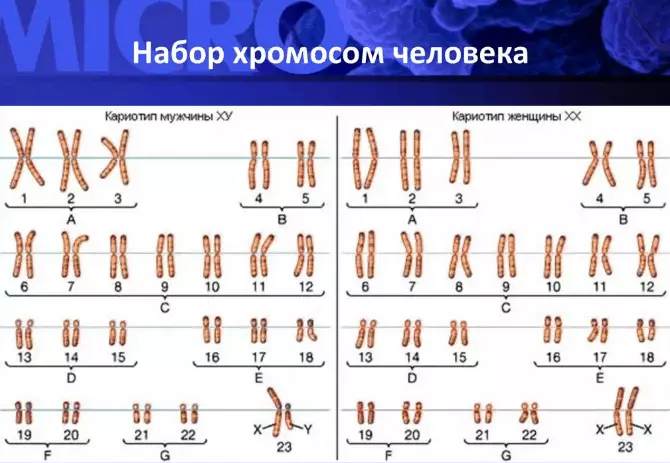 Onínọmbà lori karyotype