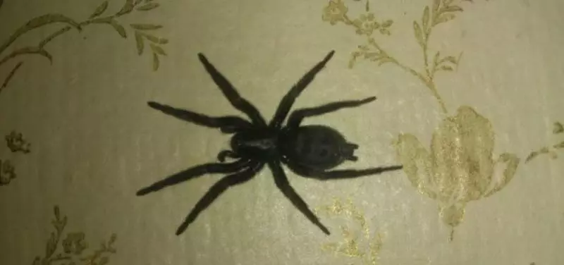 павукі ў доме