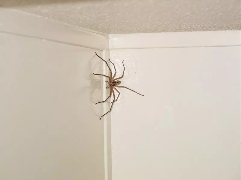 Spider v hiši