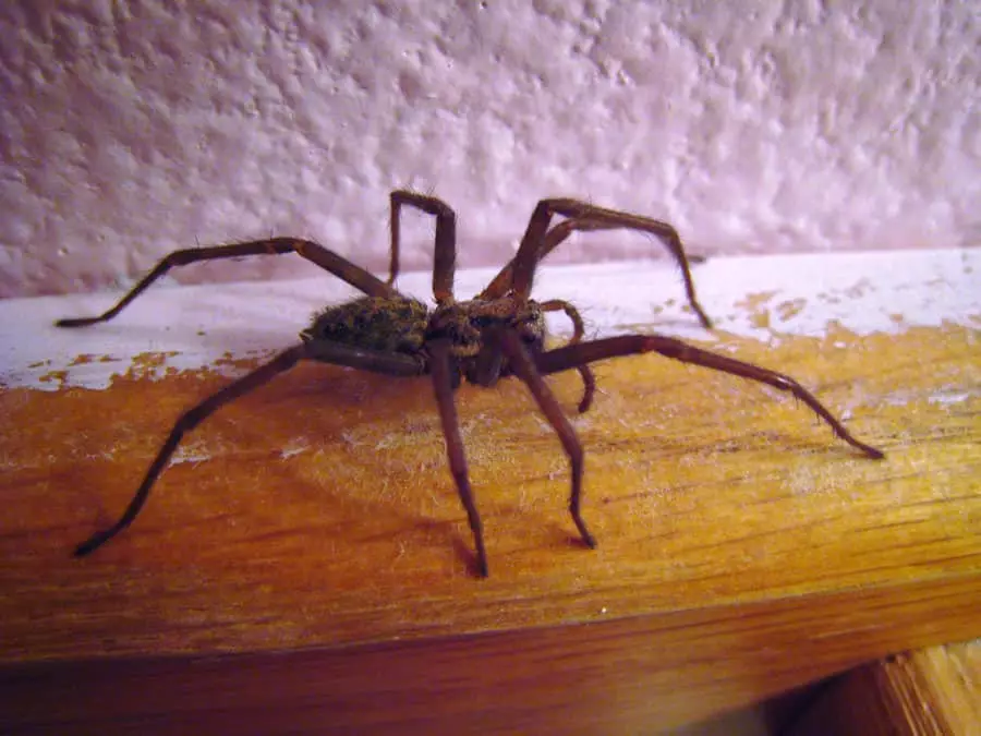 vidět pavouk v bytě