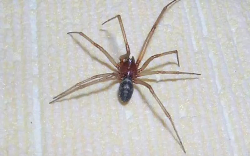 Hvad en edderkop i huset