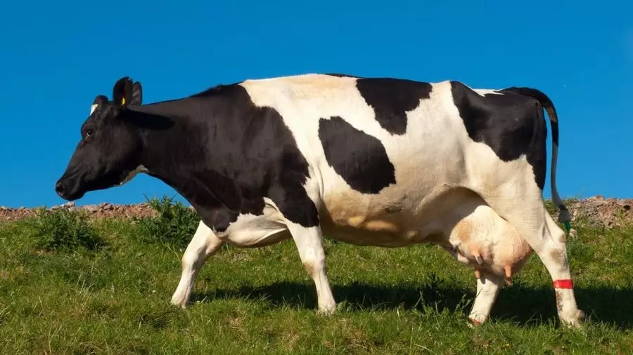 Wat droom van koeie