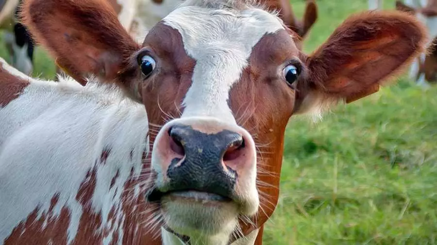 Što snove o kravi