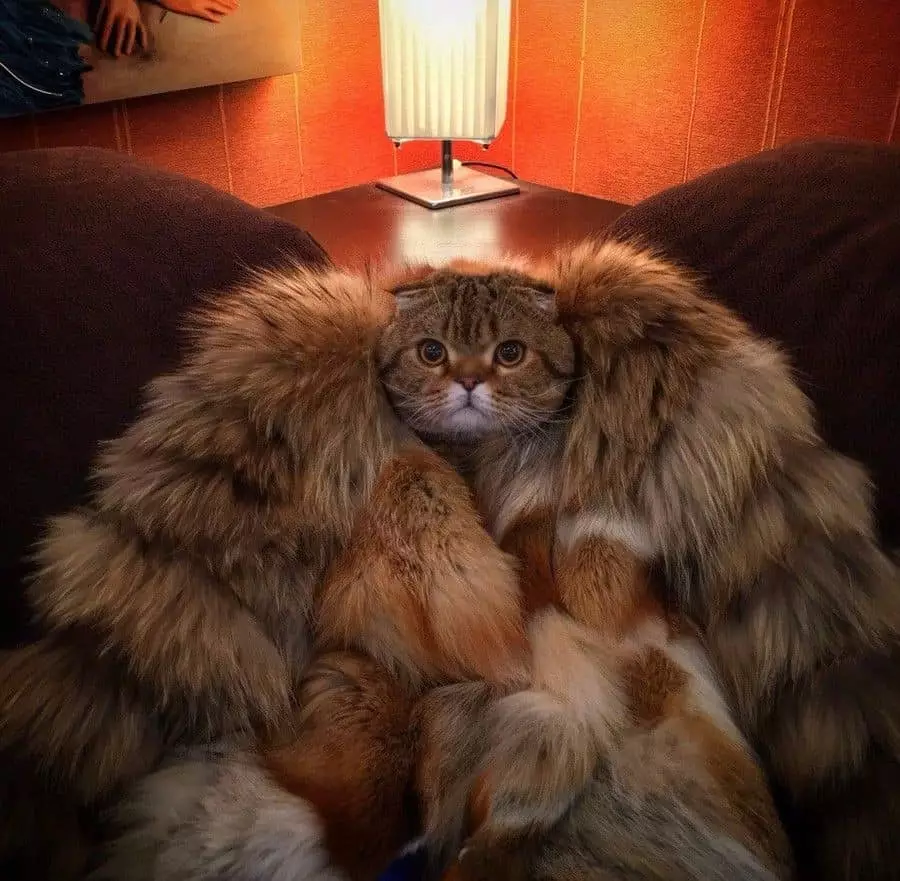 Bolyhos macska a szőrme kabátban