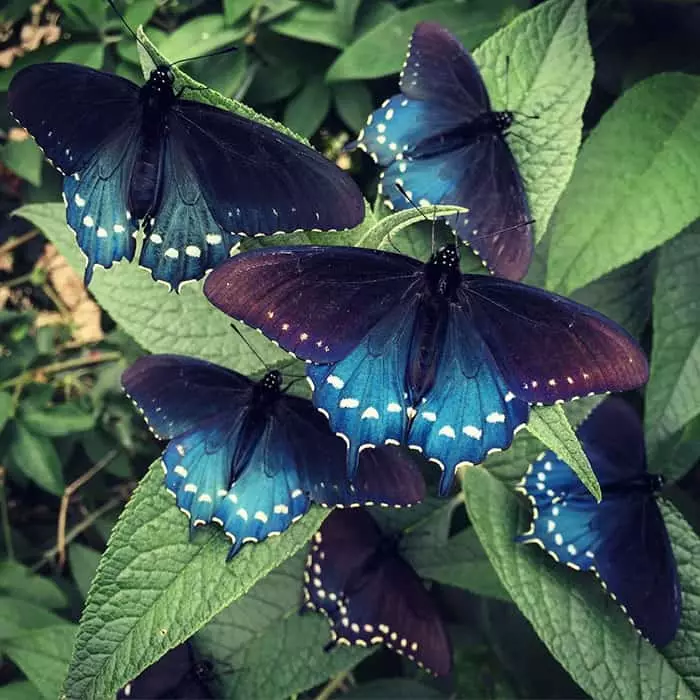Chovné motýli - originální koníčky