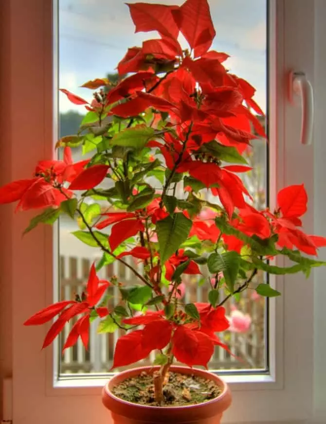 फूल क्रिसमस स्टार - लक्षण र घरको लागि अन्धविश्वास 4097_6