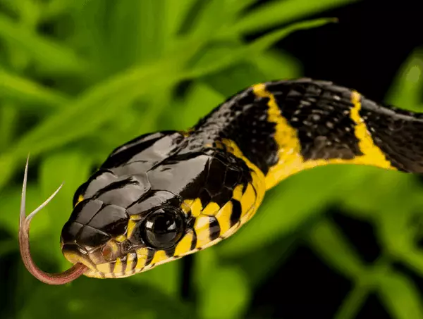 Slanger er tålmodige, men deres bid er dødelige