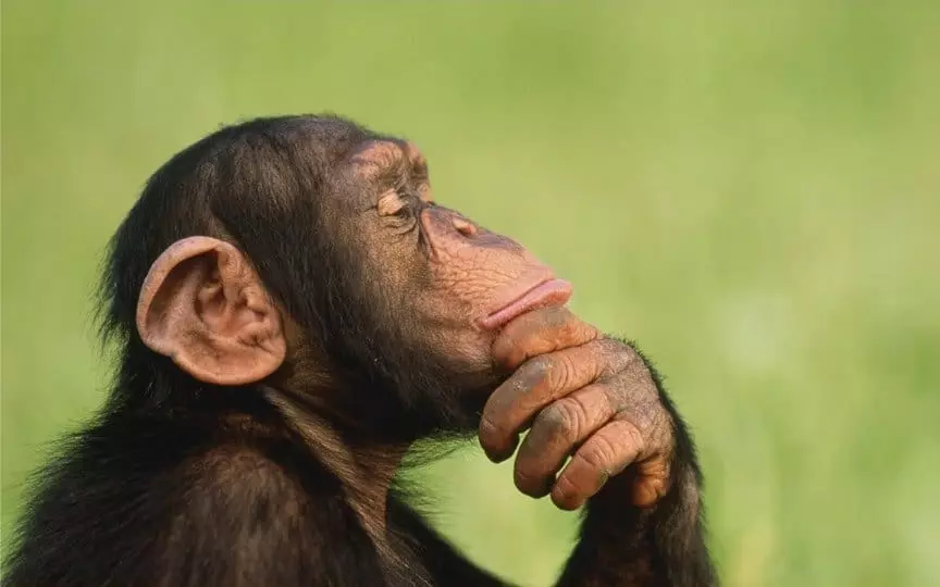 میمون - حیوانات بسیار خنده دار