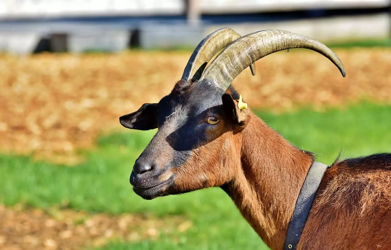 Goat סינית הורוסקופ