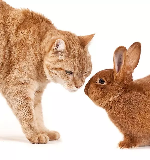بلی یا خرگوش - آپ کون زیادہ پسند کرتے ہیں؟