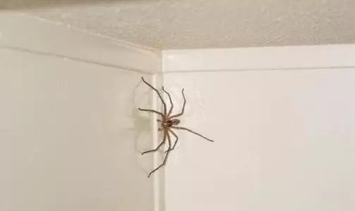 Spider ikusteko zirriborroak