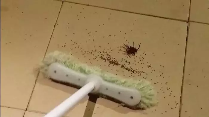 ทำไมคุณไม่สามารถฆ่าแมงมุมในบ้านโดยสัญญาณ 4260_2