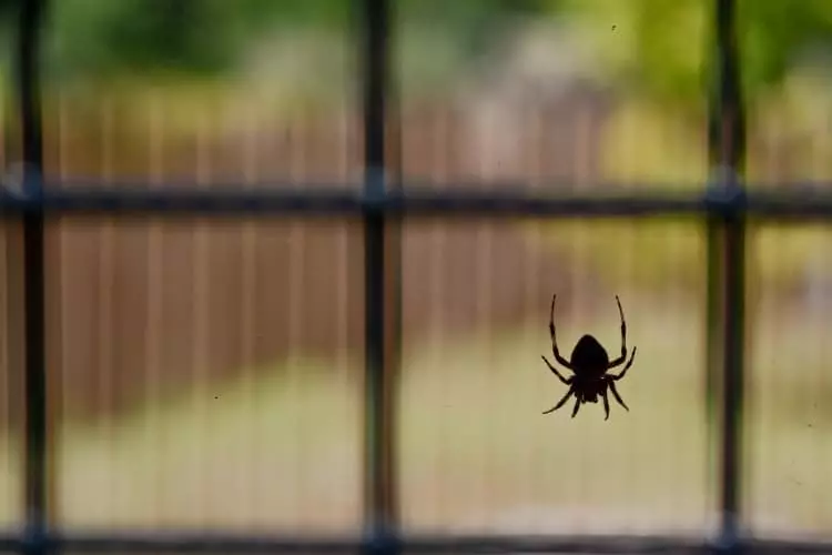 Miért nem tudod megölni a pókokat a házban jelekkel 4260_4