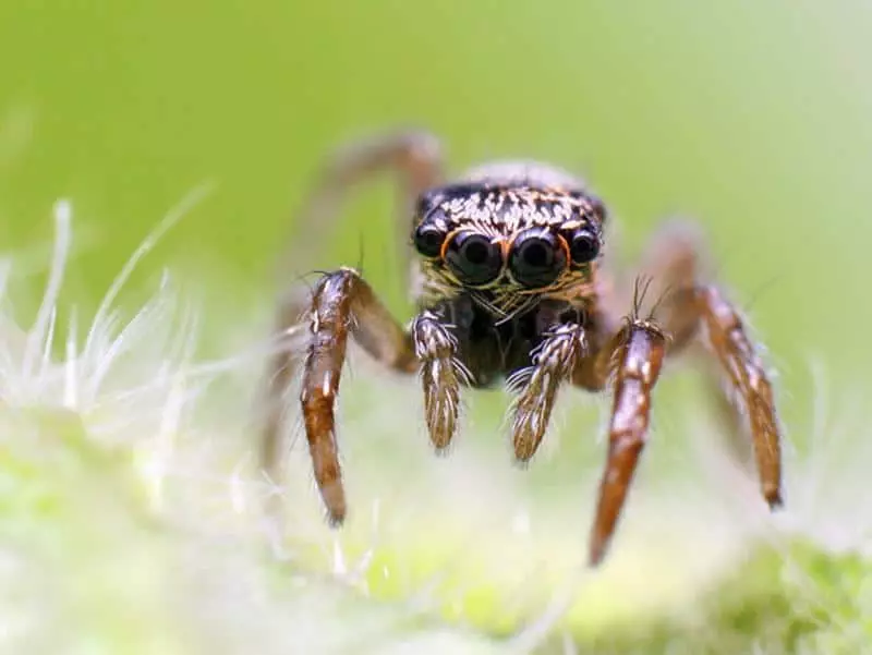 Tại sao bạn không thể giết nhện trong nhà bằng dấu hiệu 4260_5