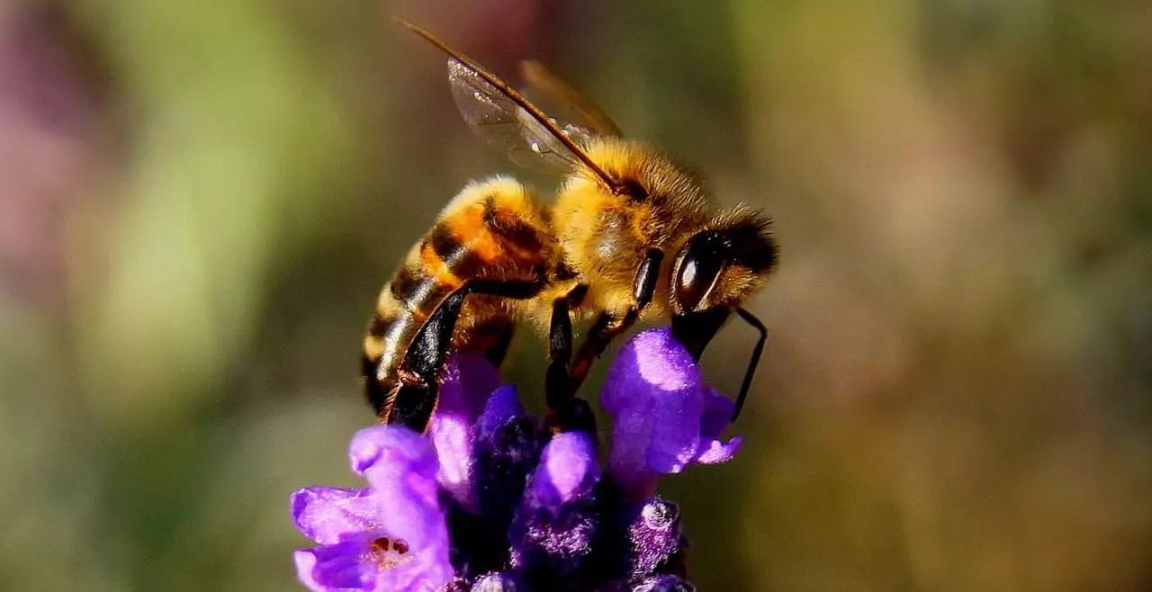 چرا زنبور عسل
