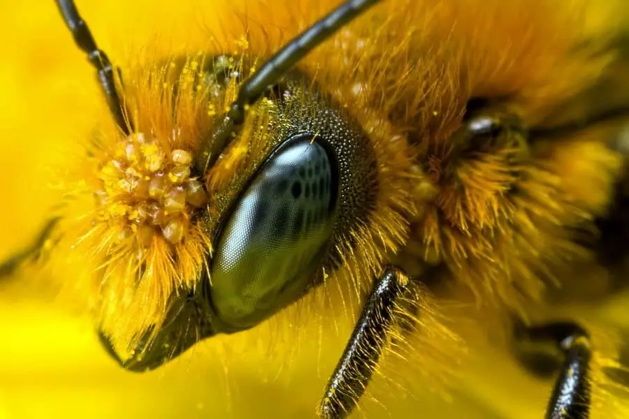 Bees eqhweni