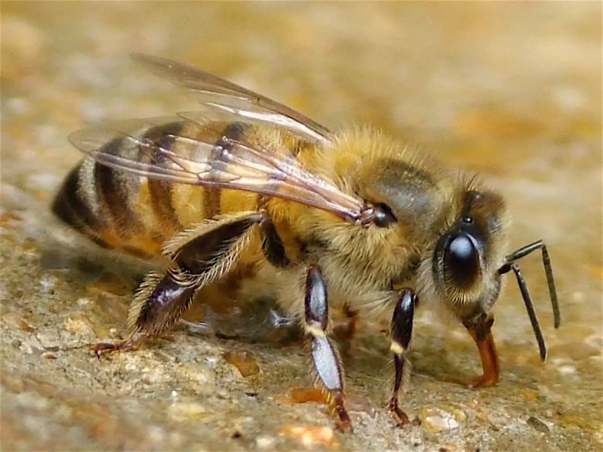 San pčela.