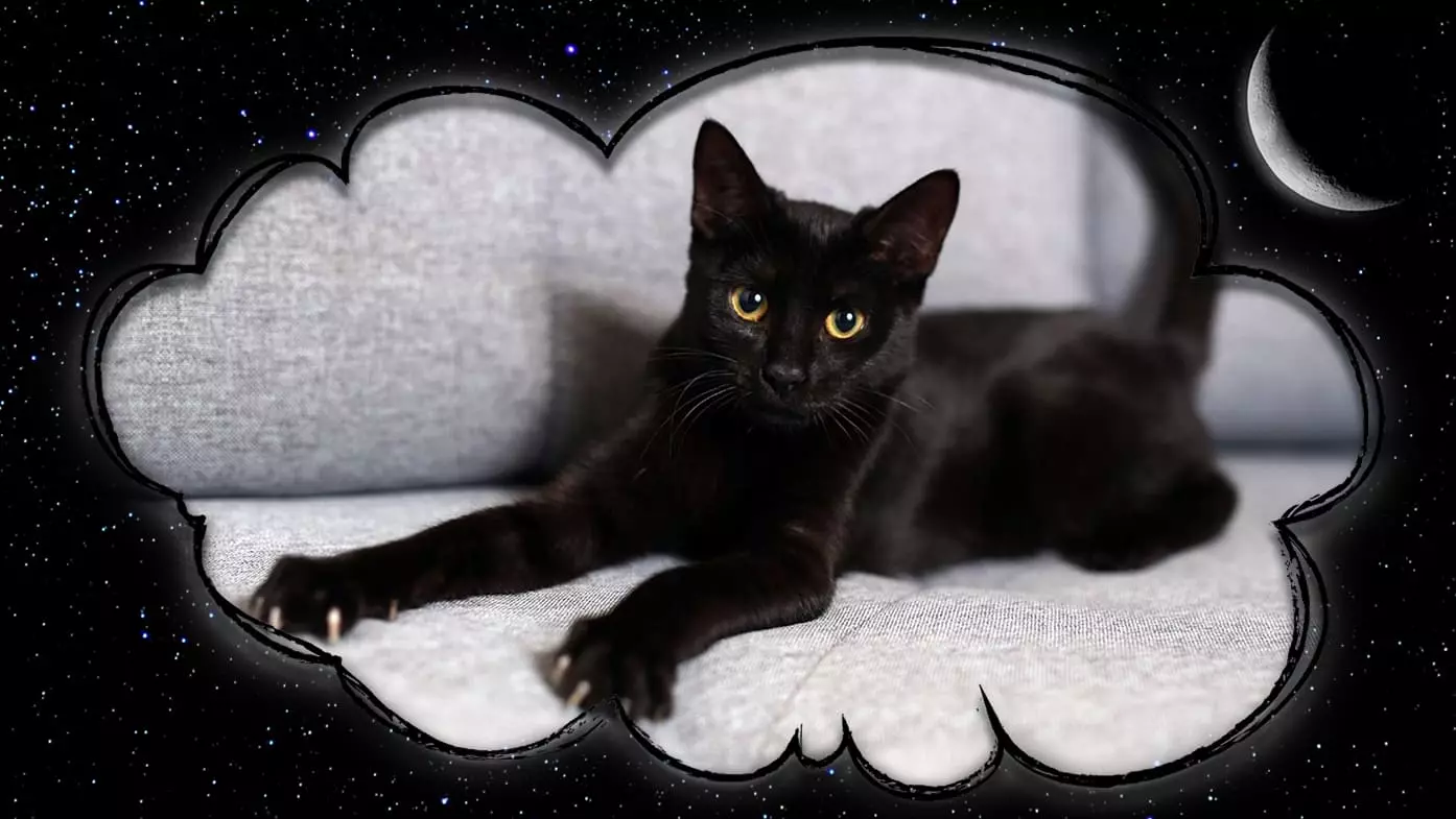 Quel rêve de chaton noir