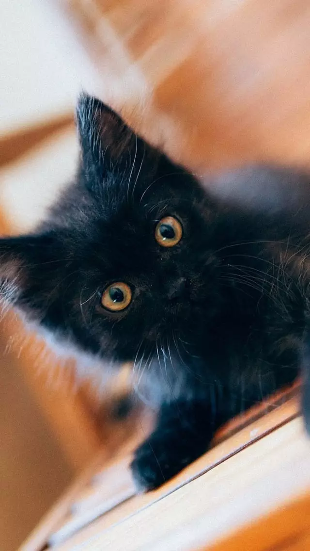 Dröm svart kattunge