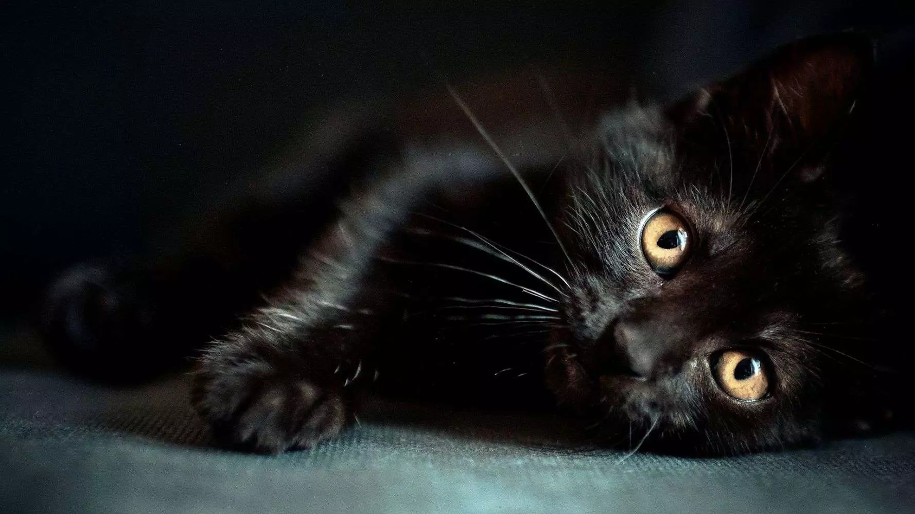 Livre de rêve de chaton noir