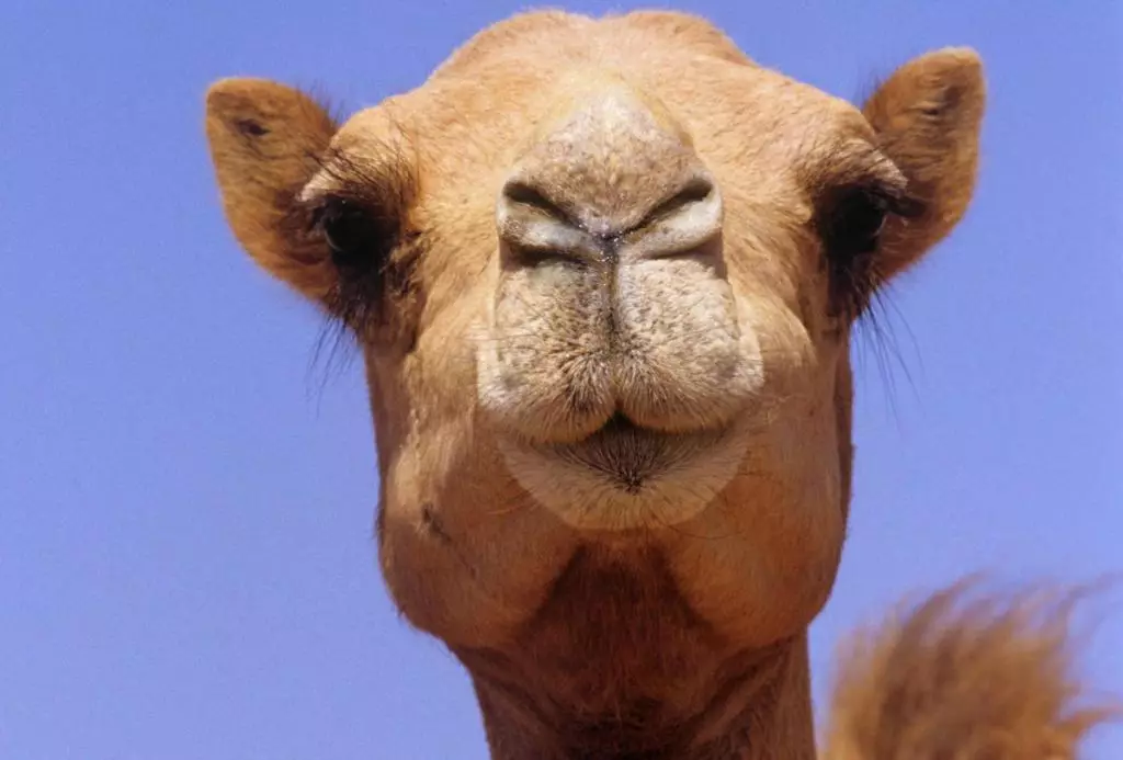 Çfarë ëndërr gruaja e devesë