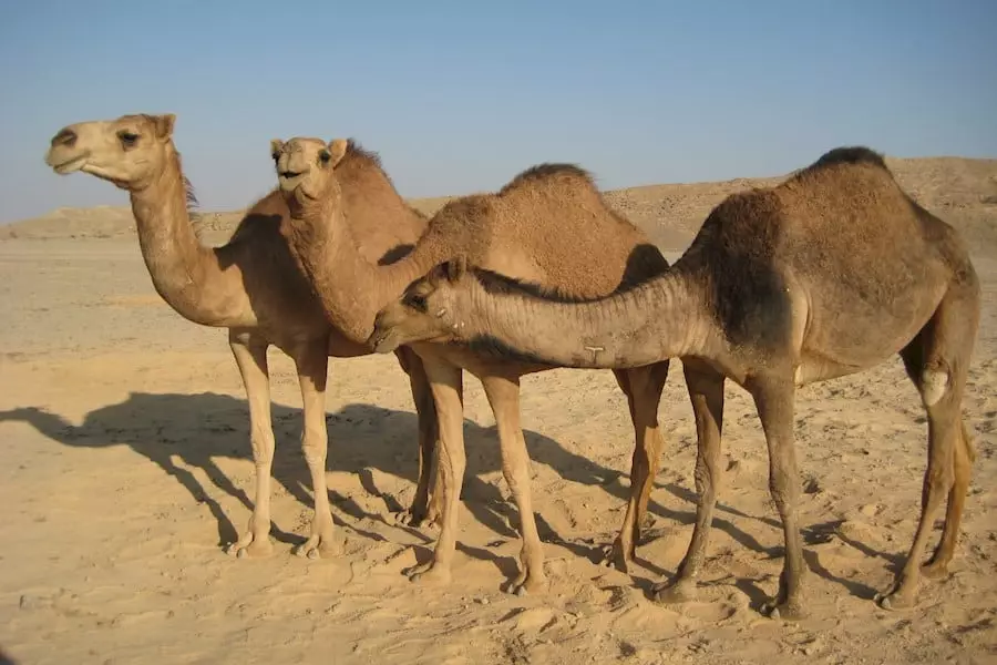 Wanita Camel Ngimpi Ngimpi 4391_2