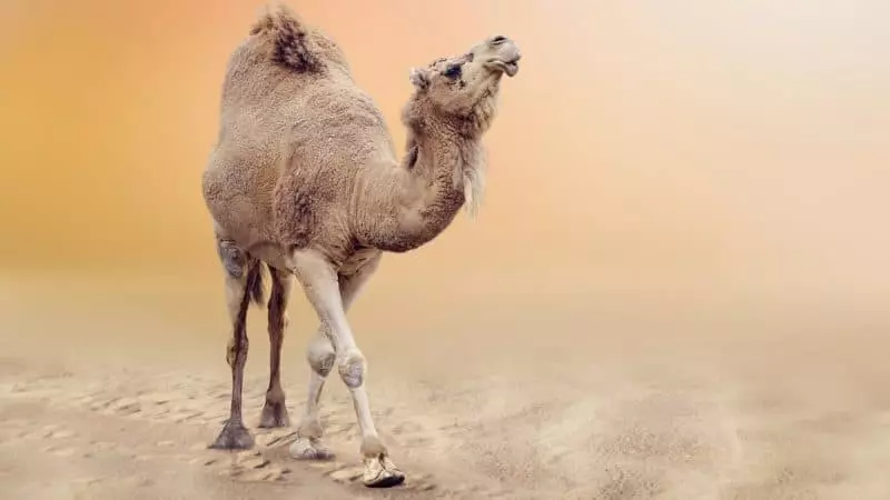 Dream Camel