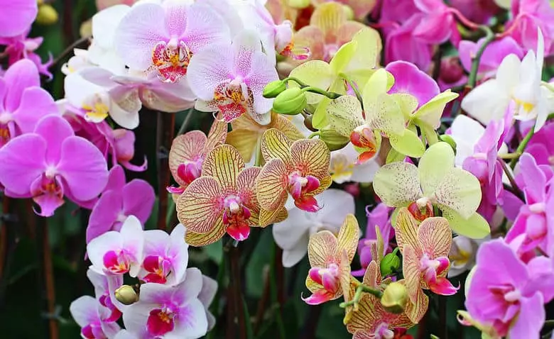 Orchid - Suvervant virág