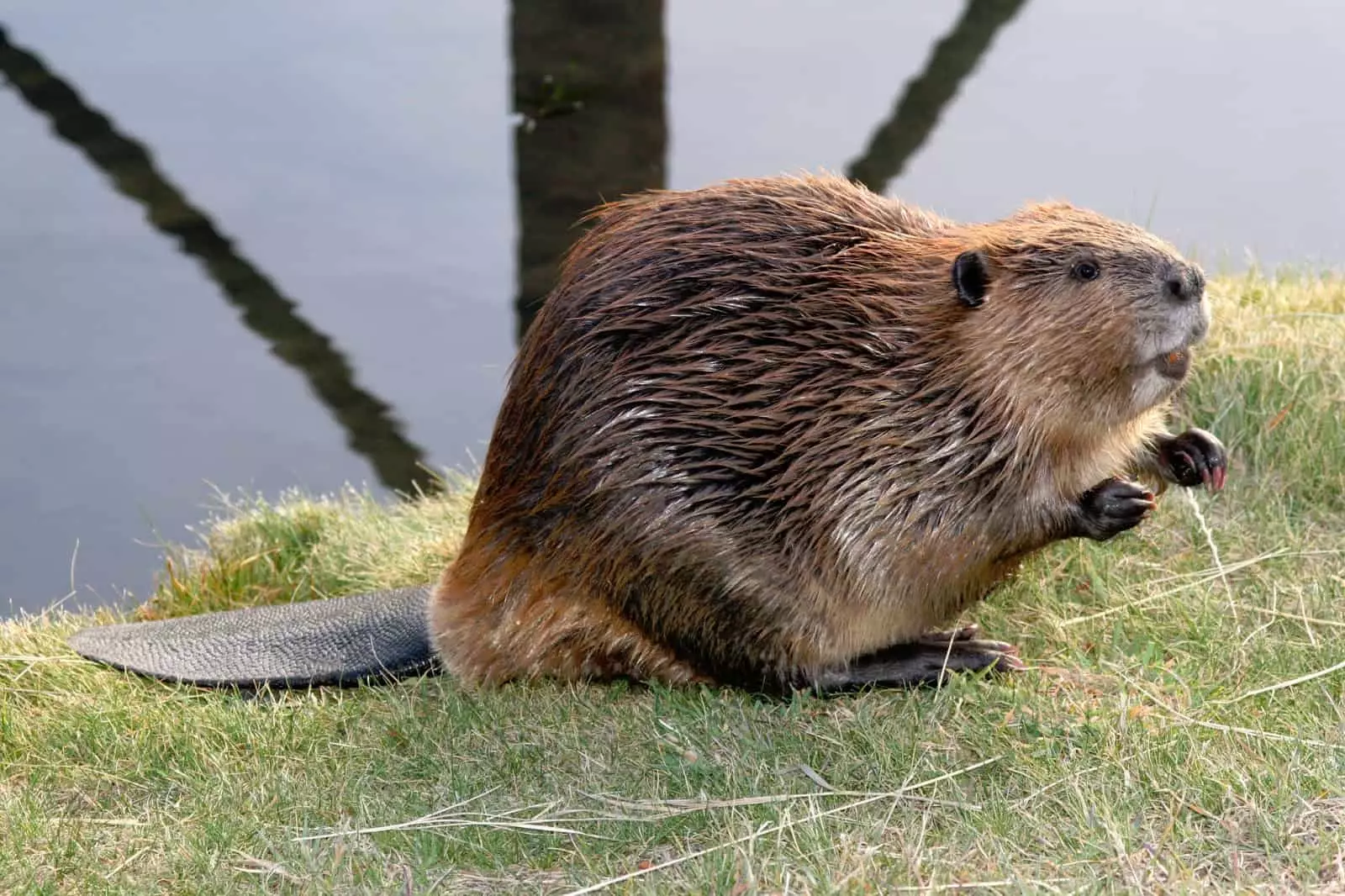 Beaver na-eme ka onwe ya dịrị ndụ