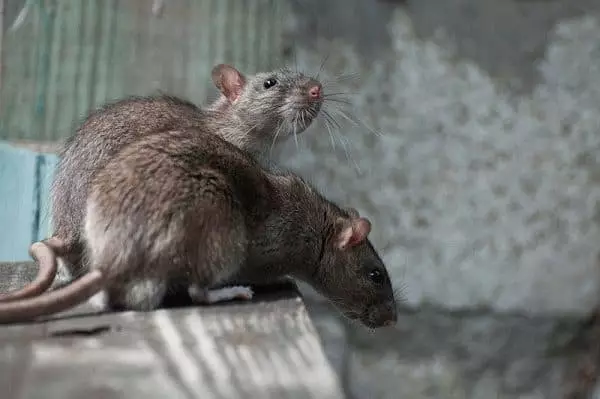 ConspiSpies tsjin Ratten en mûzen: Elimineer knaagdieren mei magy