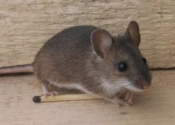 चूहों से साजिश