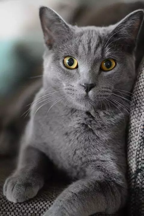 Ashlesh - Tanda Kucing