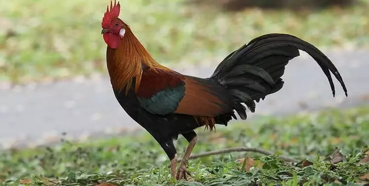 Dream Rooster.