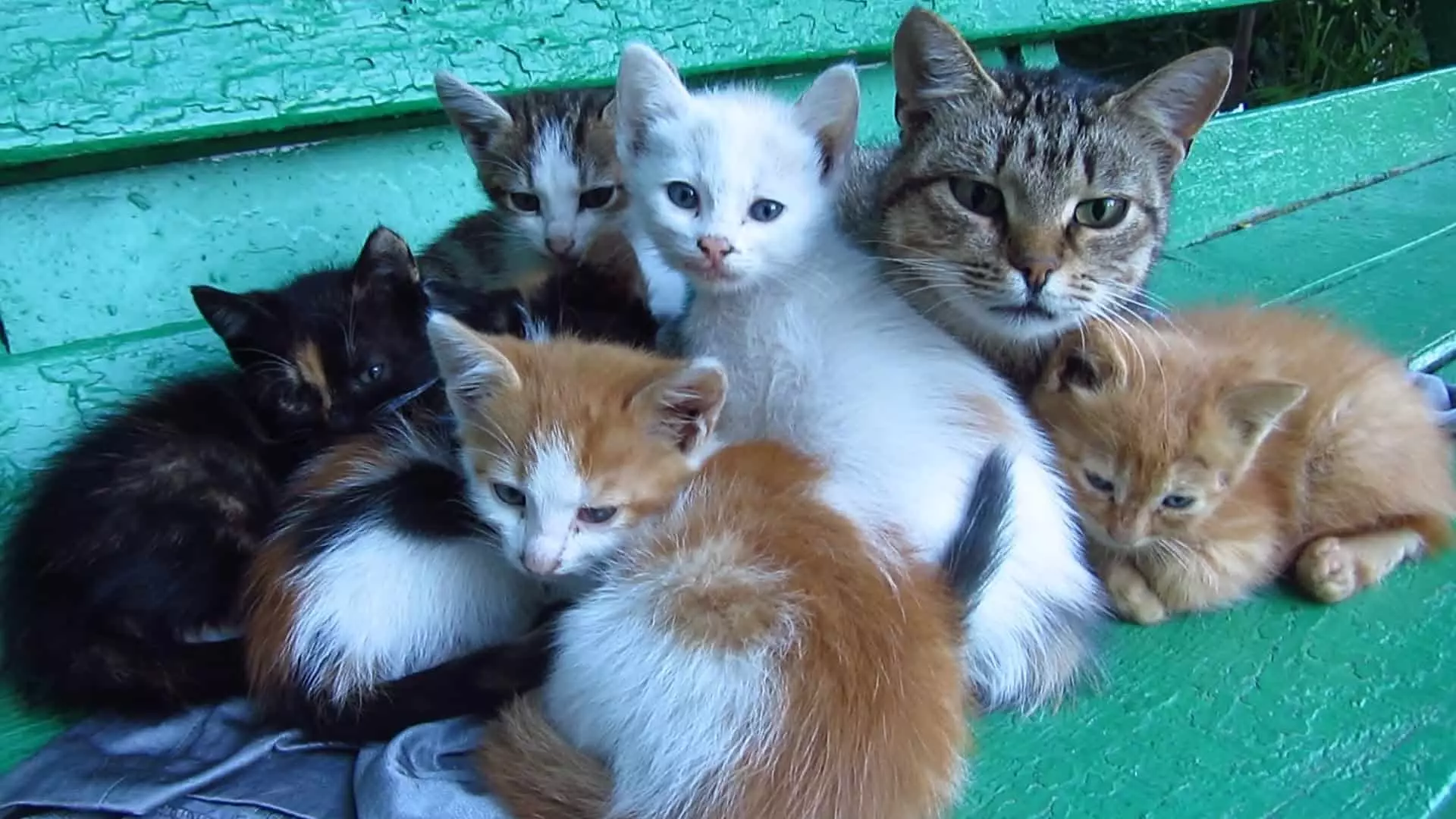 Kittens Dreamy.